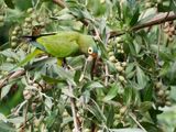 Orange-fronted Parakeet