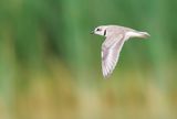 Collared Plover