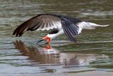 Black Skimmer