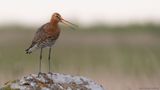 Rdspov [Black-tailed Godwit] IMGL1251.jpg