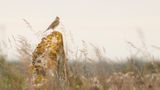Snglrka [Eurasian Skylark] IMGL2647.jpg
