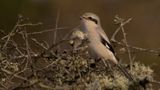 Varfgel [Great grey shrike] IMGL5372.jpg