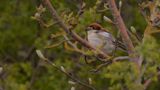 Rdhuvad trnskata [Woodchat Shrike] IMGL9330.jpg