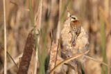 Pungmes [Eurasian penduline tit] IMGL2667.jpg