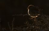 Rdhake [European Robin] IMGL6944.jpg