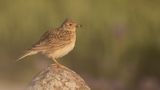 Snglrka [Eurasian Skylark] IMGL2223.jpg