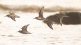 Krrsnppa  [Dunlin] IMGL4722.jpg