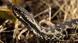Huggorm [European viper] 0L4A1504.jpg
