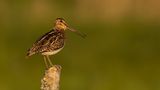 Enkelbeckasin [Common Snipe] 0L4A3542.jpg