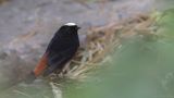 Strmrdstjrt [White-capped water-redstart] IMGL0879.jpg