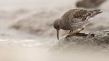 Skrsnppa [Purple Sandpiper] 0L4A6343.jpg