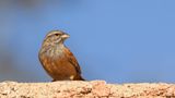 Hussparv [House bunting] 0L4A6827.jpg