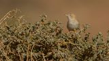 Saharasngare [African desert warbler] 0L4A8990.jpg