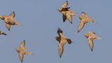 kenflyghna [Spotted sandgrouse] 0L4A8902.jpg