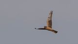ngshk  [Montagues Harrier] 0L4A0113.jpg