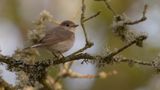 Mindre flugsnappare [Red-breasted Flycatcher] 0L4A0475.jpg