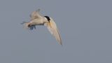 Smtrna [Little Tern] 0L4A0764.jpg