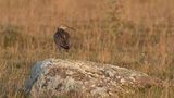 Smspov [Whimbrel] 0L4A2981.jpg