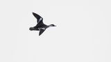 Salskrake [Smew] 0L4A7274.jpg