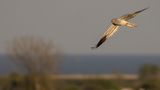 ngshk  [Montagues Harrier] 0L4A9862.jpg