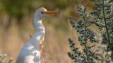 Kohger [Western cattle egret] 0L4A1097.jpg
