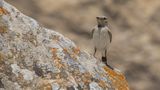 Vitryggig stenskvtta [Finschs wheatear] 0L4A1191.jpg