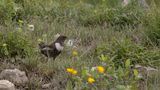 Ringtrast [Ring ouzel] 0L4A1955.jpg