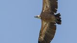 Gsgam [Eurasian griffon vulture] 0L4A2401.jpg