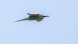 Grn bitare [Blue-cheeked bee-eater] 0L4A0189.jpg
