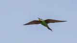 Grn bitare [Blue-cheeked bee-eater] 0L4A0340.jpg