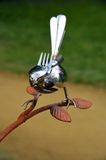 Cherry Blossom Bird