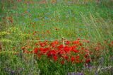 Castelluccio-0574.jpg