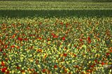 Castelluccio-0580.jpg