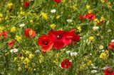 Castelluccio-0586.jpg
