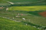 Castelluccio-0595.jpg