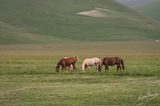 Castelluccio-0610.jpg