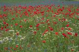 Castelluccio-0613.jpg