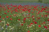 Castelluccio-0615.jpg