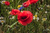 Castelluccio-0618.jpg