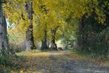  autunno lungo lago