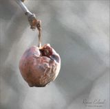 <br>Racine Erland<br>March 2023<br>Last Apple on the Tree