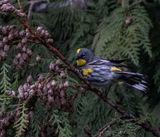 <br>Carl Erland<br>April 2023<br>Yellow-rumped Warbler