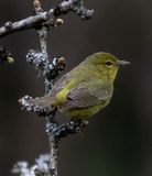 <br>Carl Erland<br>April 2023<br>Orange-crowned Warbler