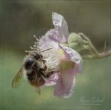 <br>Racine Erland<br>June 2023<br>Busy Pollinator