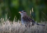 <br>Racine Erland<br>June 2023<br>White Crowned Sparrow