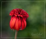 <br>Racine Erland<br>July 2023<br>Its a Mystery<br>Solved: Its a Coneflower Double Scoop 