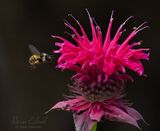 <br>Racine Erland<br>July 2023<br>Nectar or pollen? Both, please.