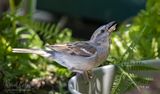 Racine Erland<br>July 2024<br>Backyard Watering Spot