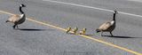 <br>Carl Erland<br>April 2025<br>Island Local Traffic