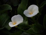Racine Erland<br>May 2025<br>Calla Lillies